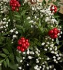 Green Coffee Double-Sided Bouquet with Holly Flowers