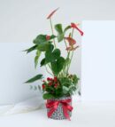 Anthurium and Red Kalanchoe in Square Pattern Pot