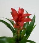 Guzmania Plant in a Square Patterned Gray Concrete Pot