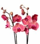 Fire Red Double Orchid in a Ceramic Pot