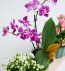 Trio Pot with Purple Orchid and Kalanchoe Flowers