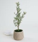 Olive Tree Bonsai in a Black Distressed Pot