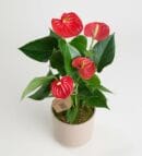 Anthurium - Flamingo Flower in Gray Concrete Pot