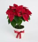 Poinsettia in a White Concrete Pot with Dark Salmon Paper