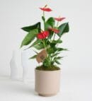 Anthurium - Flamingo Flower in Gray Concrete Pot