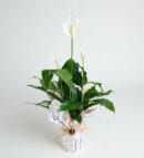 Peace Lily in a Decorative Pot with Newspaper-Style Bouquet Wrapping