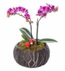 Black Antiqued Pot with Double-Stem Mini Orchid