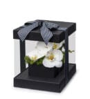 Premium Box White Orchid Garden