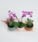 Trio Pot with Purple Orchid and Opuntia Microdasys