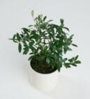 Olive Tree in a Ceramic Pot