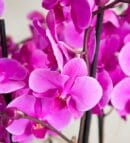 Margherita 10-Stem Purple Orchid