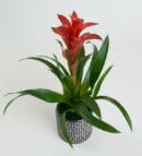 Guzmania Plant in a Square Patterned Gray Concrete Pot