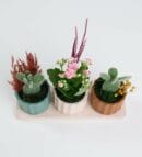 Opuntia Microdasys and Pink Kalanchoe in Trio Pot