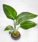 Strelitzia (Without Flowers) in Weathered Concrete Pot