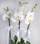 4-Stem White Phalaenopsis Orchid