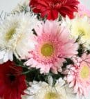 Cream Bouquet with Colorful Gerbera Flowers