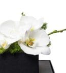 Premium Box White Orchid Garden