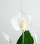 Peace Lily in a Decorative Pot with Newspaper-Style Bouquet Wrapping