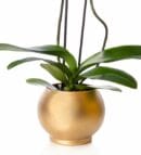 Purple Double Orchid in a Gold-Colored Pot