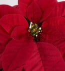 Poinsettia in a White Concrete Pot with Dark Salmon Paper