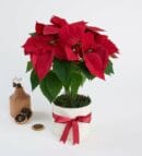 Poinsettia in a White Concrete Pot with Dark Salmon Paper