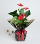 Red Anthurium Potted Plant