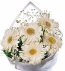 White Striped White Gerbera Bouquet