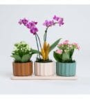 Trio Pot with Purple Orchid and Kalanchoe Flowers