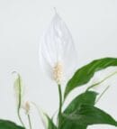 Spathiphyllum Plant in Square Patterned Gray Concrete Pot