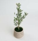 Olive Tree Bonsai in a Black Distressed Pot