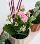 Opuntia Microdasys and Pink Kalanchoe in Trio Pot