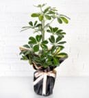 Single Schefflera in Black Bouquet Paper