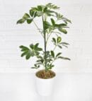 Single Schefflera