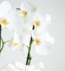 2-Stem White Orchid Flower