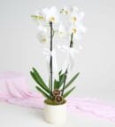 2-Stem White Orchid Flower