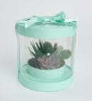 Mint Box with Albispina & Echeveria Perle Von Nurnberg