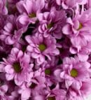 Pink Daisy Flower Bouquet