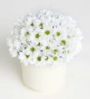 White Daisy Arrangement