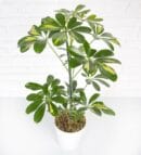 Single Schefflera