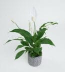 Spathiphyllum Plant in Square Patterned Gray Concrete Pot