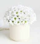 White Daisy Arrangement