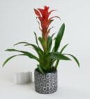 Guzmania Plant in a Square Patterned Gray Concrete Pot