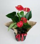 Red Anthurium Potted Plant