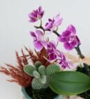 Trio Pot with Purple Orchid and Opuntia Microdasys