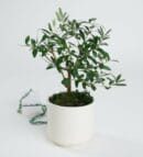 Olive Tree in a Ceramic Pot