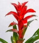 Red Guzmania Plant