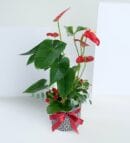 Anthurium and Red Kalanchoe in Square Pattern Pot