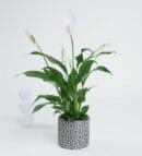 Spathiphyllum Plant in Square Patterned Gray Concrete Pot