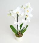 2-Stem White Orchid Flower