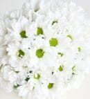 White Daisy Arrangement